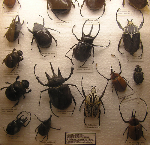 ESCARABAJOS
